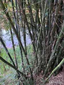 ​“筼筜”怎么读？