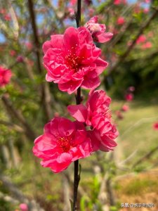 ​“灼灼其华”的“灼”怎么读？