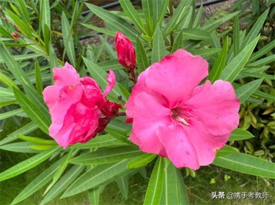 ​夹竹桃的“夹”怎么读？