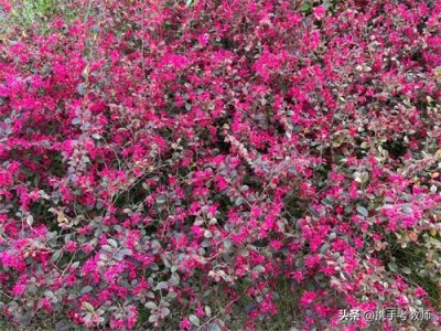 ​“红花檵木”的“檵”怎么读？