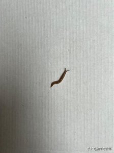 ​“蛞蝓”怎么读？