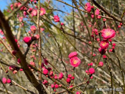 ​“槑”怎么读？