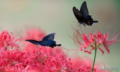 ​趔趄怎么读？趔趄的读音和意思！