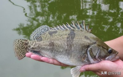 ​鳜鱼怎么读？“鳜”字是念“guì”还是“jué”呢？