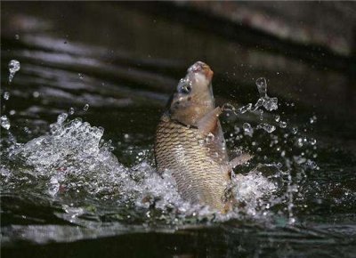 ​连鱼骨都很酥脆的罾蹦鲤鱼，只会吃不会读？“罾”字该怎么读？