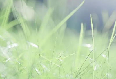 ​淘气包张明作文