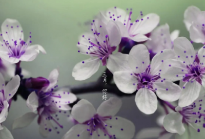 ​写美作文