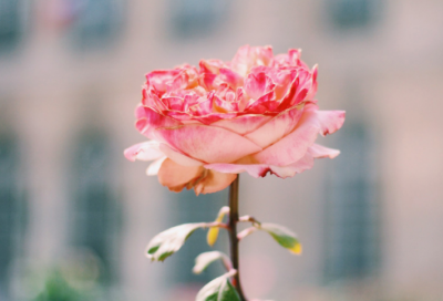 ​茶花女读后感