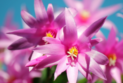 ​读《涉江采芙蓉》