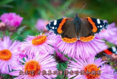 ​过春节的优秀作文