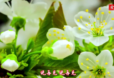 ​看春节联欢晚会作文
