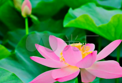 ​幸福作文4篇初中生优秀范文《幸福》