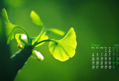 ​关于花的作文汇总3篇中考优秀（花开有期）