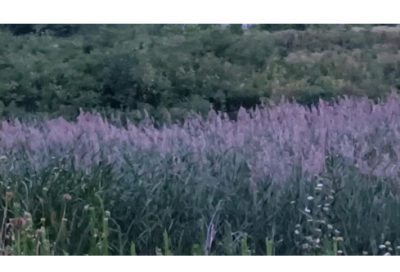 ​简单的小学生英文作文