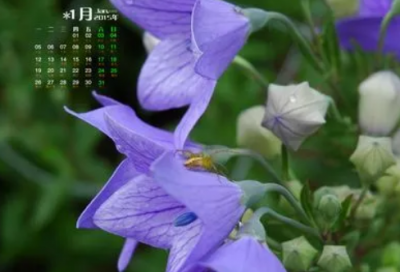 ​初中语文教师教学总结