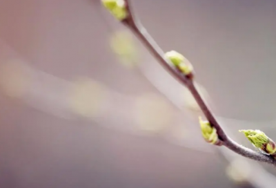 ​清明节活动总结