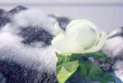 ​母亲节活动总结