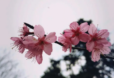 ​小学美术教学工作总结