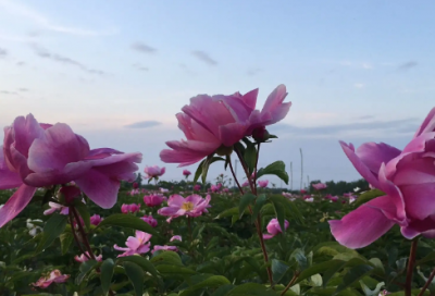 ​小学美术教学总结