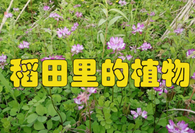​幼儿园小班教案