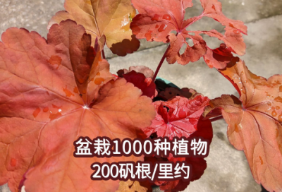 ​幼儿园大班安全活动教案