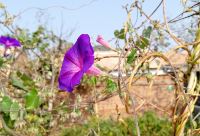 ​重阳节教案