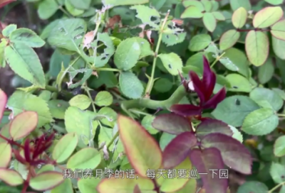 ​粗心的小画家教案