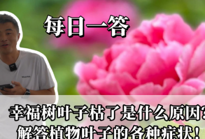 ​彩色的翅膀教案