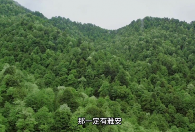 ​幼儿园小班滑滑梯教案