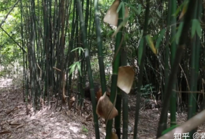 ​小班健康教案