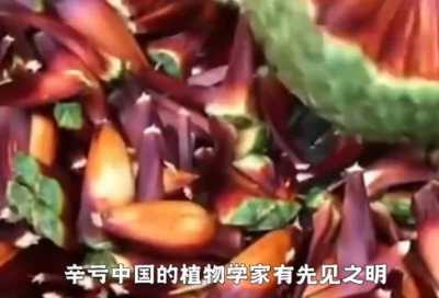 ​小班美术欣赏教案