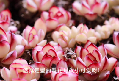 ​小学语文教案