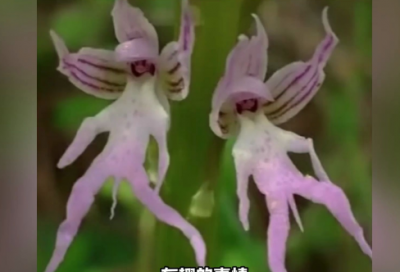 ​分数的意义教案