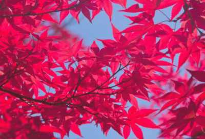 ​草房子的好句摘抄10字精选48句