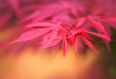 ​万历十五年笔记摘抄好句优选好句39句