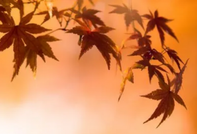 ​摘抄好句好段大全15字左右