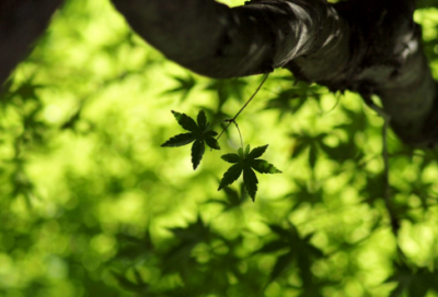 ​虚假而动听的话优选好句42句