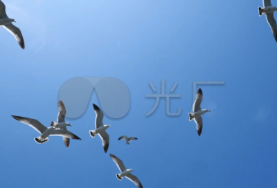 ​《灰雀》教学反思