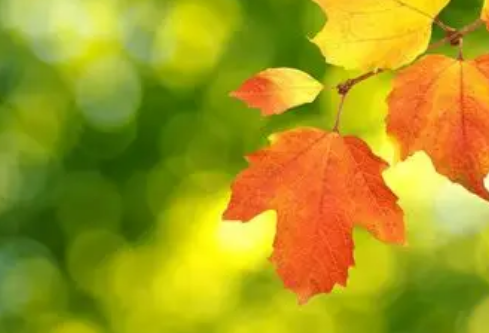 1767549183877423.png image.png