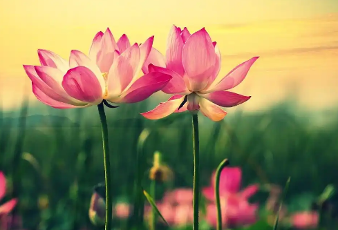 1767633123297590.png image.png