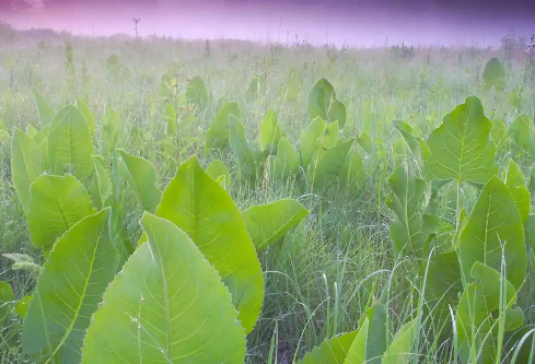 1767637102527388.png image.png