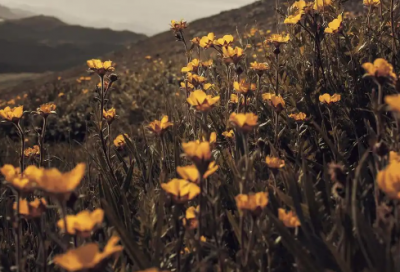 ​岁月不饶人的情感语录(岁月不饶人的经典带黄语录)