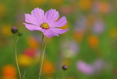 ​名人爱情经典语录