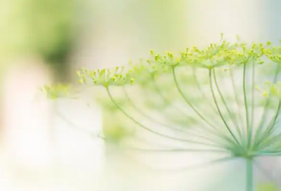 ​圣诞节经典说说句子语录