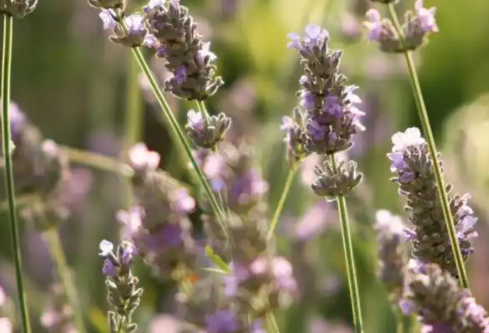 1767649042115114.png image.png