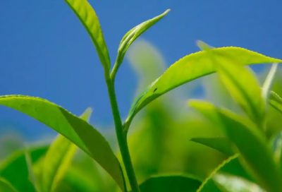 ​奋斗夏琳经典语录62句