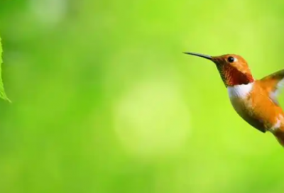 ​何炅经典语录53句