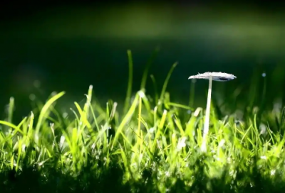 ​描写万圣节的简约语录