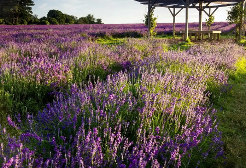 1767662145353177.png image.png