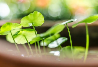 ​甄嬛传语录90句